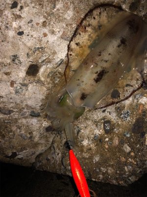 アオリイカ終盤戦