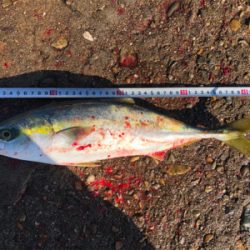 いつも来てくれるハマチ