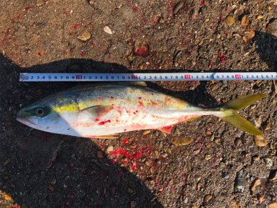 いつも来てくれるハマチ