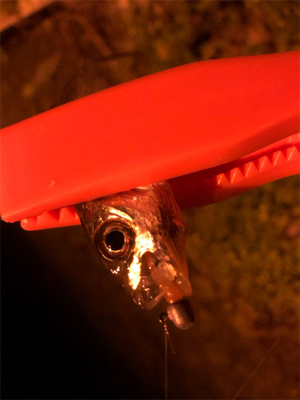 九十九湾〜小木豆アジ大量！