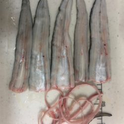 タチウオ厳しくてもお土産確保