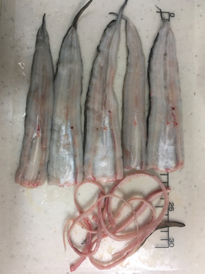 タチウオ厳しくてもお土産確保