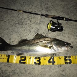 いつものドブ川で!