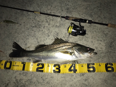 いつものドブ川で!