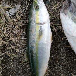 ライトショアジギング