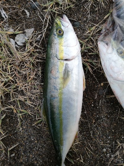 ライトショアジギング