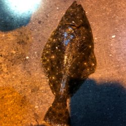 ヒラメ釣れました