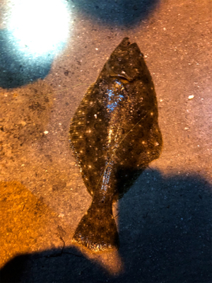 ヒラメ釣れました