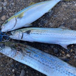 ショアジギング