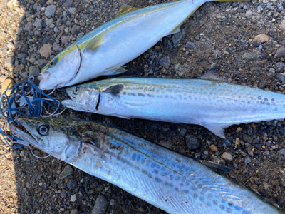 ショアジギング