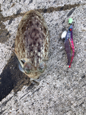 コウイカの時合い