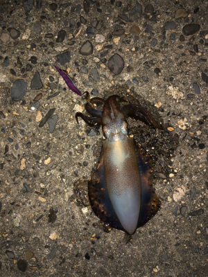 二神島でエギング