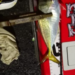 アジング練習 56