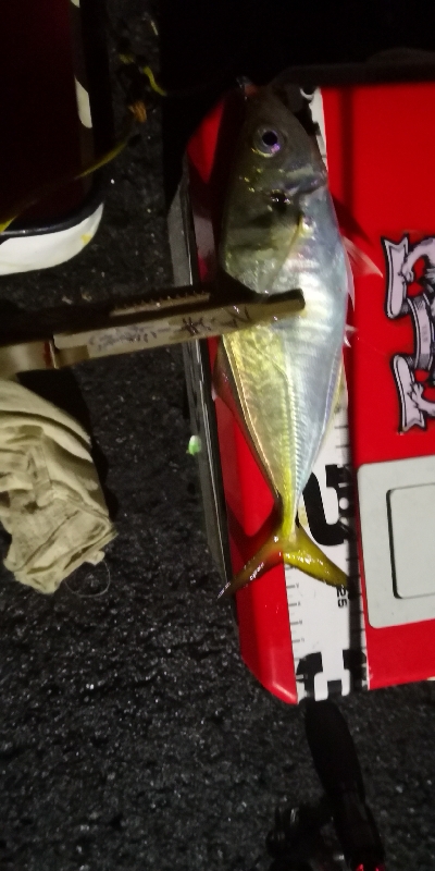 アジング練習 56