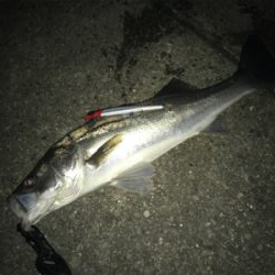 ナイトシーバス