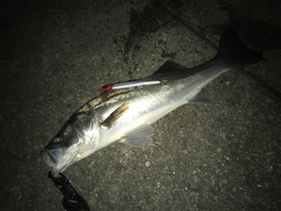 ナイトシーバス