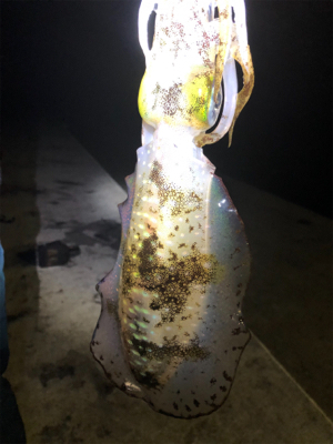 一投目できた幸運