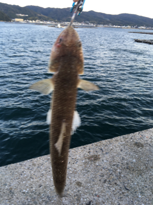 軽めの朝マヅメ