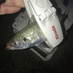 朝マズメアジング