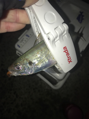 朝マズメアジング