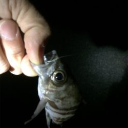 久しぶりのアジ