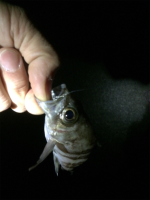 久しぶりのアジ