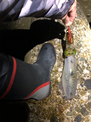 終盤エギング修行！