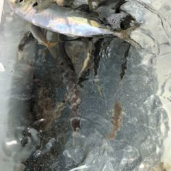 親父たちの釣行 淡路島編