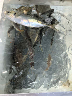 親父たちの釣行 淡路島編