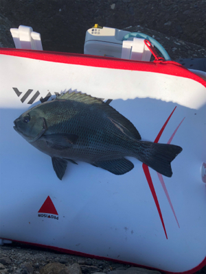 テトラでフカセ釣り