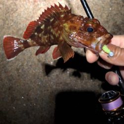 癒しのガッシー