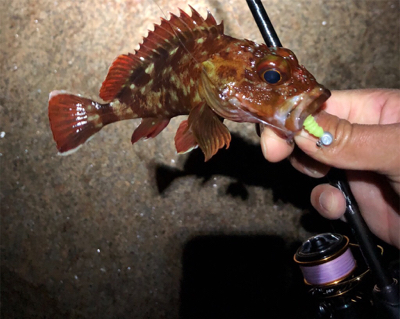 癒しのガッシー