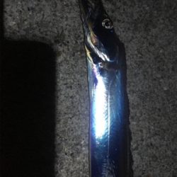 東側ベランダで夜釣り