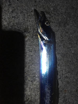 東側ベランダで夜釣り