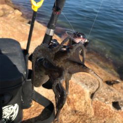 キス釣り渋い(><)…嬉しい外道GET!