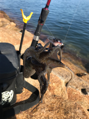 キス釣り渋い(><)…嬉しい外道GET!