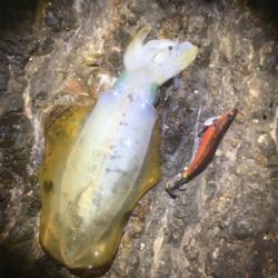 ポロポロ釣れる