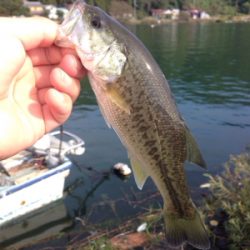 初の沖島釣行！