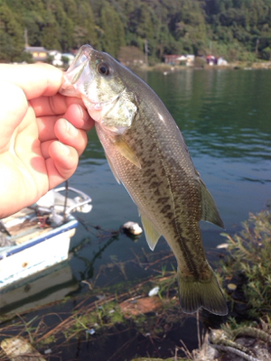 初の沖島釣行！