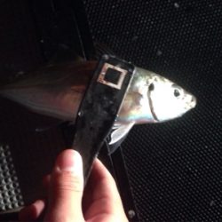 アジング&シーバス!