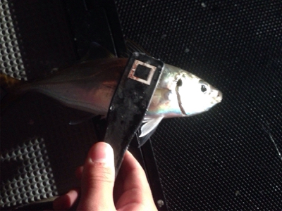 アジング&シーバス!