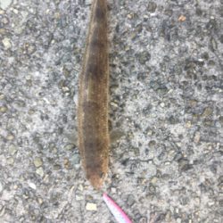 気温も釣果も寒い