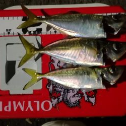 アジング練習  57