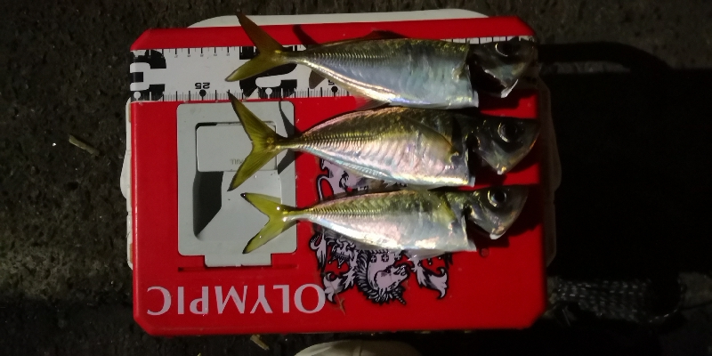 アジング練習  57