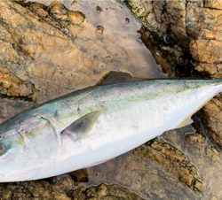 トップ青物。秋終盤。