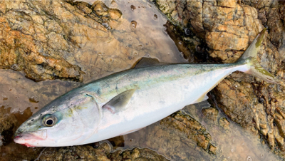 トップ青物。秋終盤。