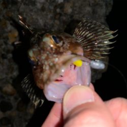 シーズン初ライトゲーム