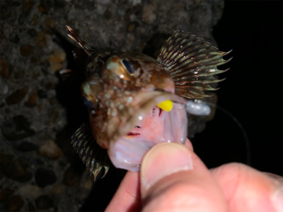 シーズン初ライトゲーム