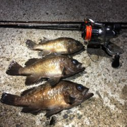 稚美魚はオールラウンダー！？