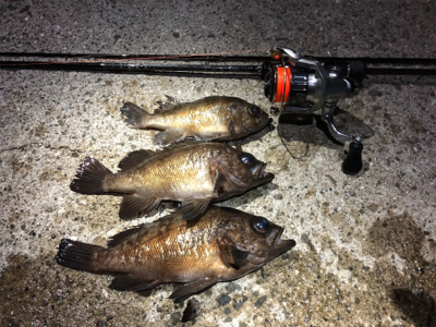 稚美魚はオールラウンダー！？